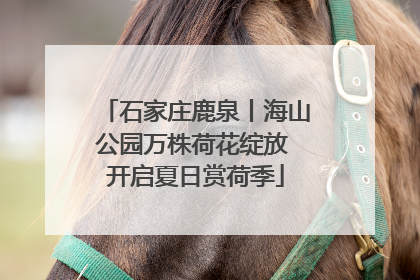 石家庄鹿泉丨海山公园万株荷花绽放 开启夏日赏荷季