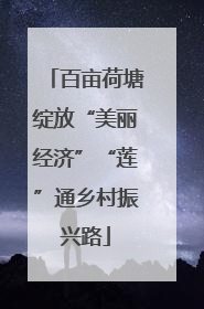 百亩荷塘绽放“美丽经济”“莲”通乡村振兴路