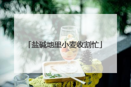 盐碱地里小麦收割忙