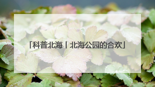 科普北海丨北海公园的合欢
