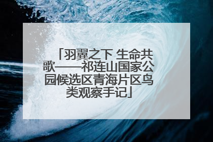羽翼之下 生命共歌——祁连山国家公园候选区青海片区鸟类观察手记