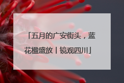 五月的广安街头，蓝花楹盛放丨镜观四川