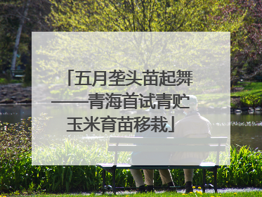 五月垄头苗起舞——青海首试青贮玉米育苗移栽