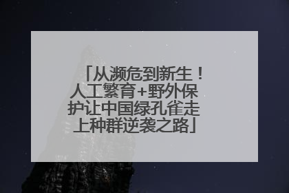 从濒危到新生！人工繁育+野外保护让中国绿孔雀走上种群逆袭之路