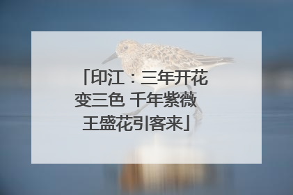 印江：三年开花变三色 千年紫薇王盛花引客来