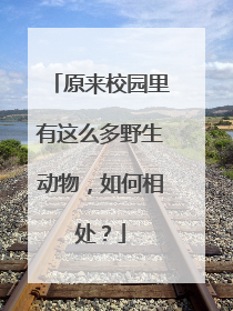 原来校园里有这么多野生动物，如何相处？