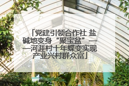 党建引领合作社 盐碱地变身“聚宝盆”——河涯村十年蝶变实现产业兴村群众富