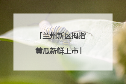 兰州新区拇指黄瓜新鲜上市