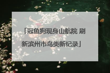 冠鱼狗现身山航院 刷新滨州市鸟类新纪录