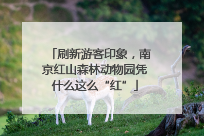 刷新游客印象，南京红山森林动物园凭什么这么“红”