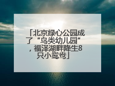 北京绿心公园成了“鸟类幼儿园”，福泽湖畔降生8只小鸳鸯