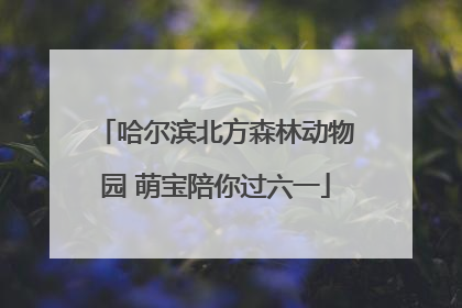 哈尔滨北方森林动物园 萌宝陪你过六一