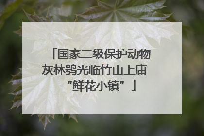 国家二级保护动物灰林鸮光临竹山上庸“鲜花小镇”