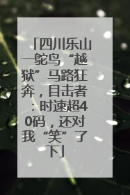 四川乐山一鸵鸟“越狱”马路狂奔，目击者：时速超40码，还对我“笑”了下