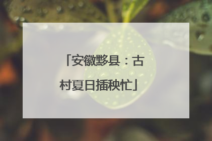 安徽黟县：古村夏日插秧忙