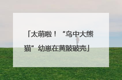 太萌啦！“鸟中大熊猫”幼崽在黄陂破壳