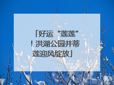 好运“莲莲”！洪湖公园并蒂莲迎风绽放