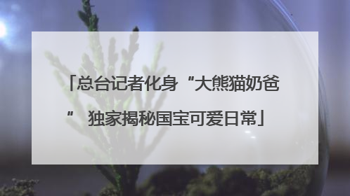 总台记者化身“大熊猫奶爸” 独家揭秘国宝可爱日常