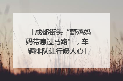成都街头“野鸡妈妈带崽过马路”，车辆排队让行暖人心