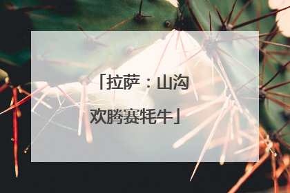 拉萨：山沟欢腾赛牦牛