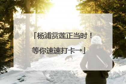 杨浦赏莲正当时！等你速速打卡→