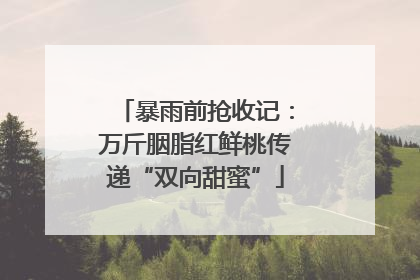 暴雨前抢收记：万斤胭脂红鲜桃传递“双向甜蜜”