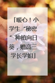 暖心！小学生“秘密”种植向日葵，赠高三学长学姐