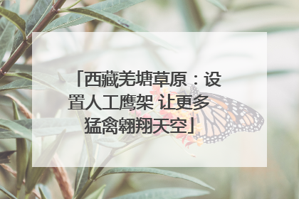 西藏羌塘草原：设置人工鹰架 让更多猛禽翱翔天空