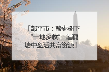 邹平市：酸枣树下“一地多收” 莲藕塘中盘活共富资源