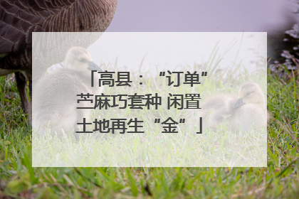 高县：“订单”苎麻巧套种 闲置土地再生“金”