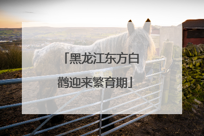 黑龙江东方白鹳迎来繁育期