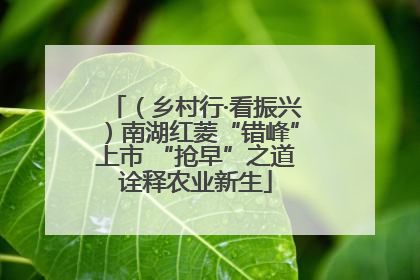 （乡村行·看振兴）南湖红菱“错峰”上市 “抢早”之道诠释农业新生