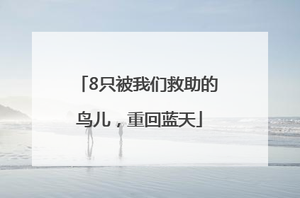 8只被我们救助的鸟儿，重回蓝天